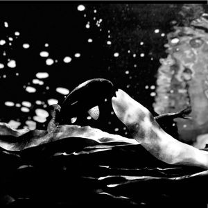 Meet your Posher, Bella